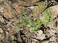 Dichanthelium commutatum