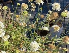 Erynnis tristis