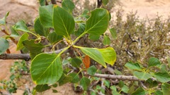 Fraxinus anomala