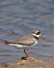 Charadrius hiaticula