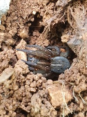 Trochosa