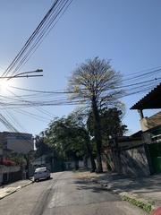 Handroanthus umbellatus