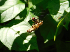 Alpaida veniliae