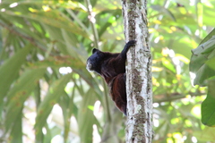 Saguinus fuscicollis