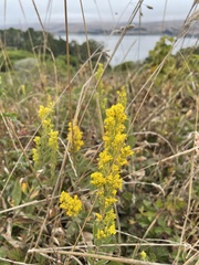 Solidago velutina
