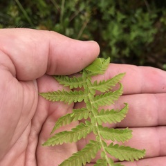 Coryphopteris simulata
