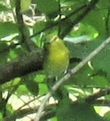 Vireo flavifrons