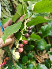 Gaultheria shallon