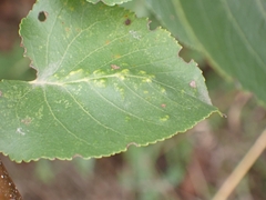 Acalitus brevitarsus