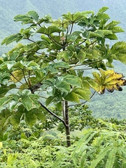 Cecropia peltata