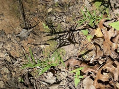 Dichanthelium commutatum