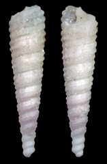 Cerithiopsidae