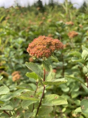 Spiraea splendens