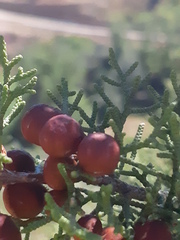 Juniperus phoenicea