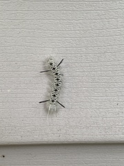 Lophocampa caryae