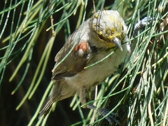 Auriparus flaviceps