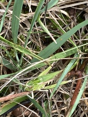 Omocestus viridulus
