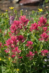 Castilleja rhexiifolia