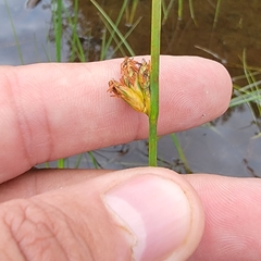 Schoenoplectus torreyi