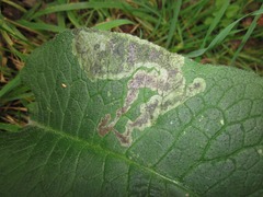 Agromyza ferruginosa