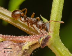 Myrmica ruginodis