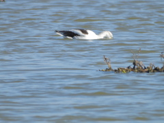 Recurvirostra americana