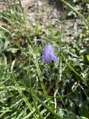 Campanula alaskana