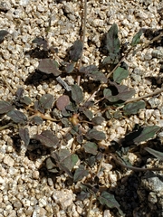 Eriogonum nudum