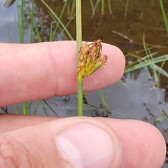 Schoenoplectus torreyi