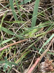 Omocestus viridulus