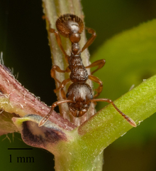 Myrmica ruginodis