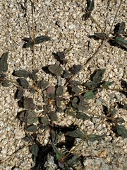 Eriogonum nudum