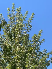 Acer glabrum