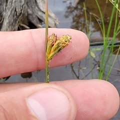 Schoenoplectus torreyi