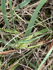 Omocestus viridulus