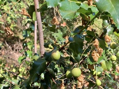 Prunus ilicifolia
