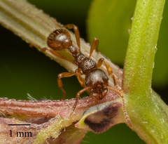 Myrmica ruginodis