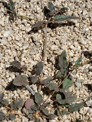 Eriogonum nudum