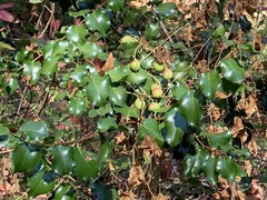 Prunus ilicifolia
