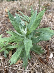 Artemisia douglasiana