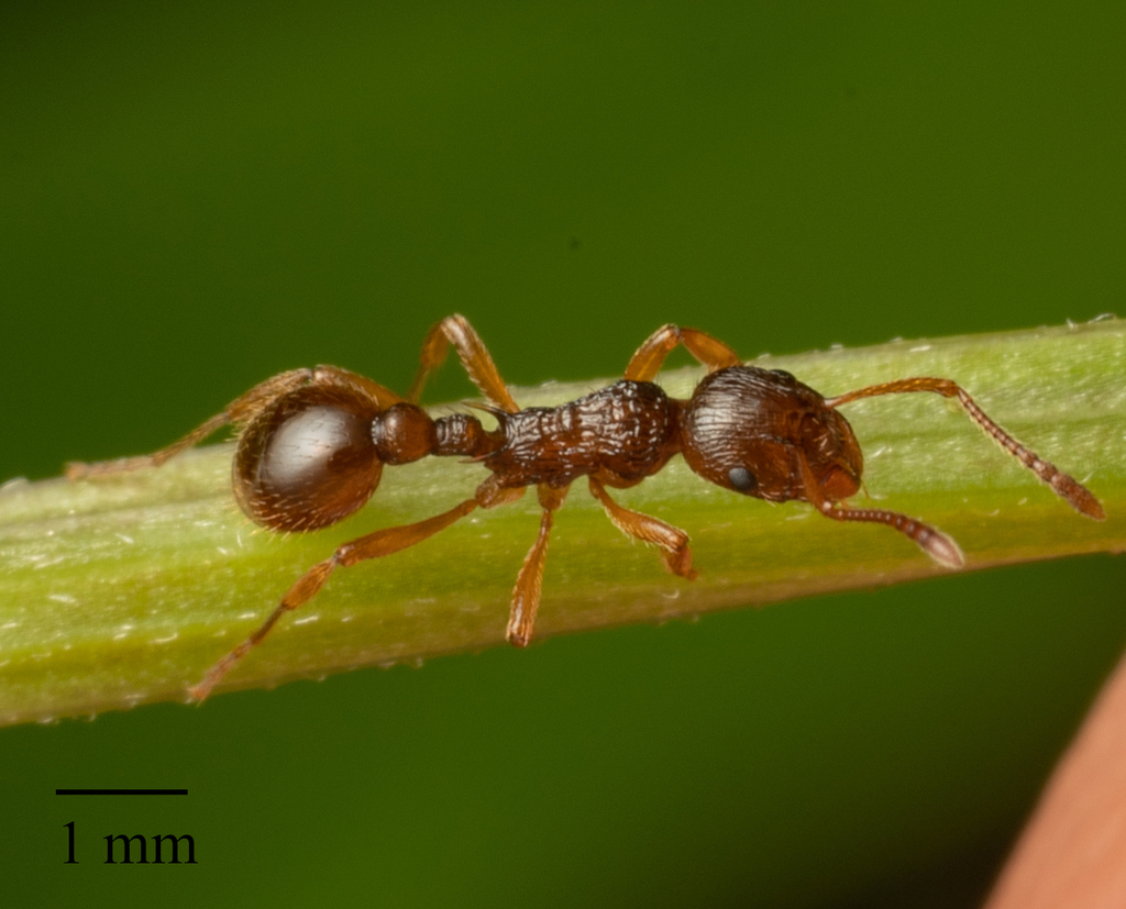 Woodland Red Ant, photo 1 of 10