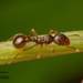 Myrmica ruginodis - Photo 由 Jesse Rorabaugh 所上傳的 不保留任何權利