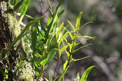 Microsorum pustulatum