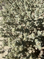 Atriplex leucophylla
