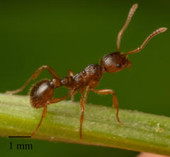 Myrmica ruginodis