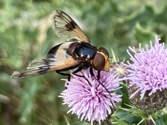 Volucella pellucens
