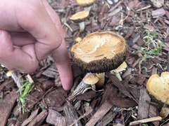 Leratiomyces percevalii