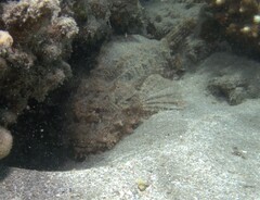 Scorpaenopsis