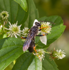 Sphex nudus