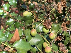 Prunus ilicifolia